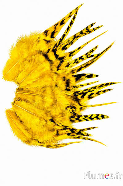 Gallo cincillà - 9-13 cm - giallo